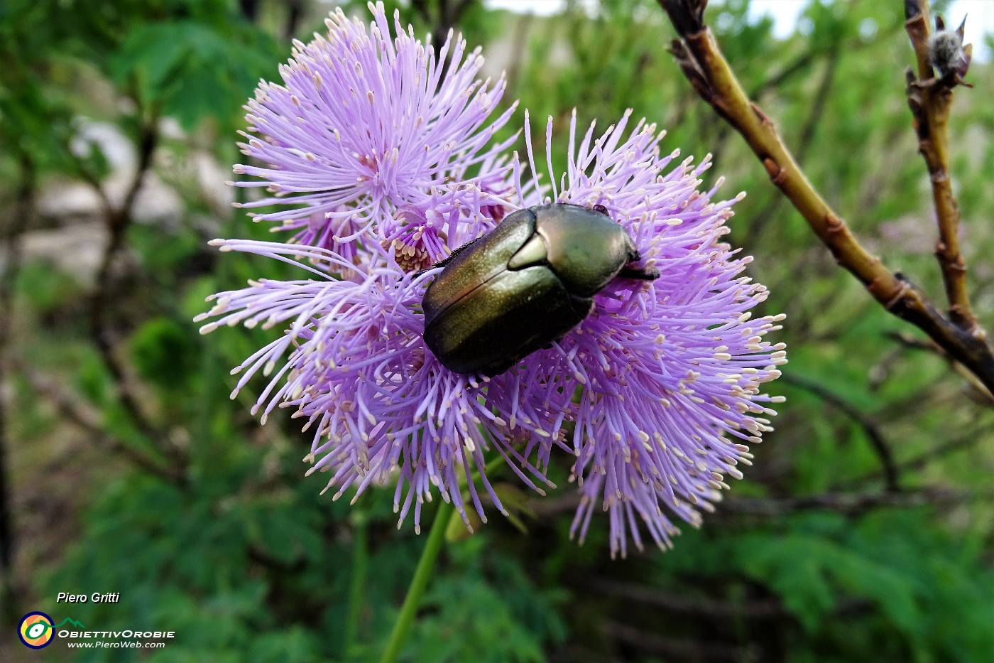 23 Fiore con maggiolino.JPG